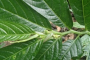 <strong>Elatostema nemorosum - Ramon, Laurence - 122</strong><br />© Ramon, Laurence